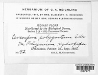 Pseudocercospora polygonorum image